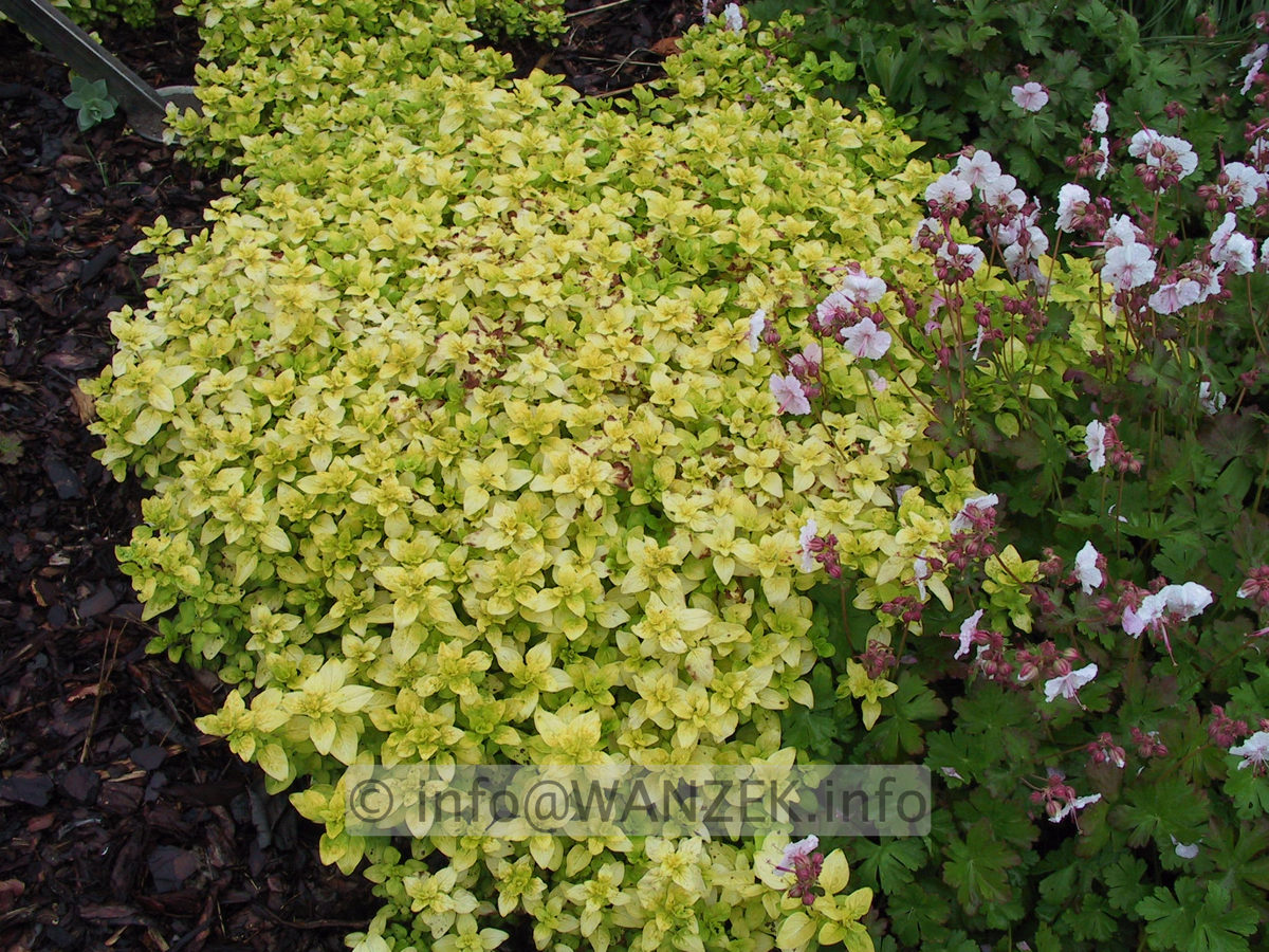 Origanum vulgare Aureum 01.JPG